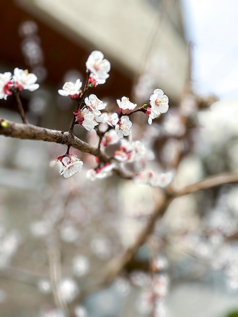 A tree branch with white flowers in front of a house