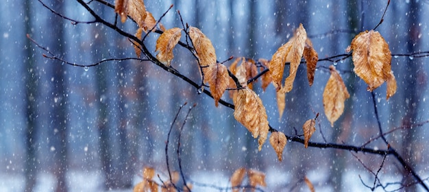 Photo tree branch with withered leaves in winter during snowfall, forest in winter