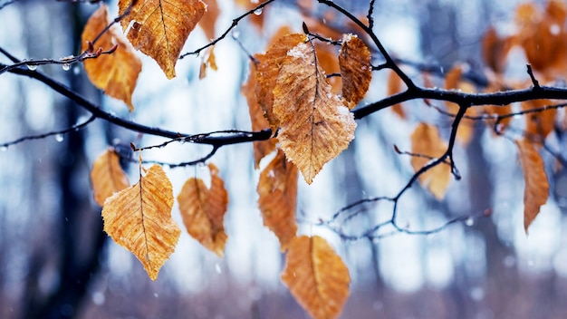 Tree branch with withered leaves in winter during thaw or late autumn in wet weather