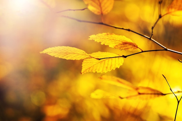 Tree branch with yellow autumn leaves in the forest on a blurred background