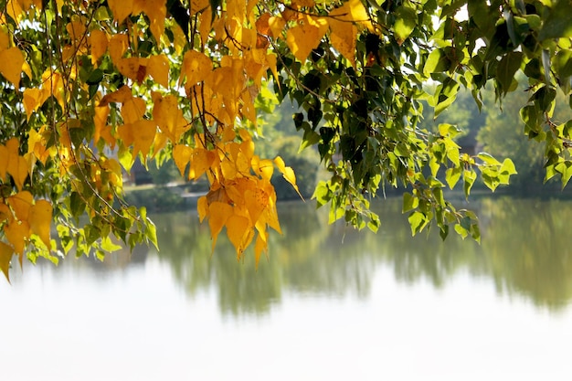 黄色の葉と「秋」の文字が描かれた木の枝