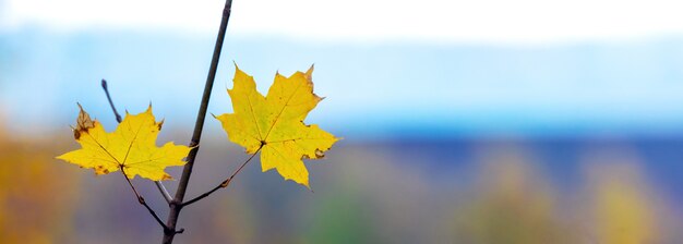 Tree branch with yellow maple leaves on blurred background, panorama