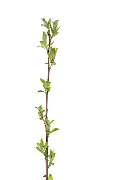 Tree branch with young green leaves isolated on white background