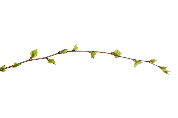 Tree branch with young green leaves isolated on white background