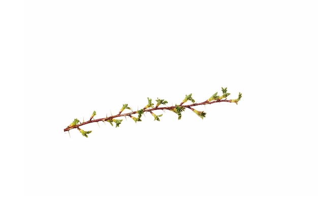 Tree branch with young green leaves isolated on white background