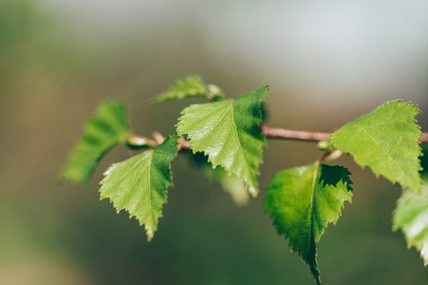 Ramo di un albero con foglie giovani, betulla, bellezza, primavera, foresta, parco