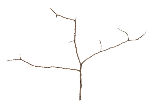 Tree branch without leaves isolated on white background