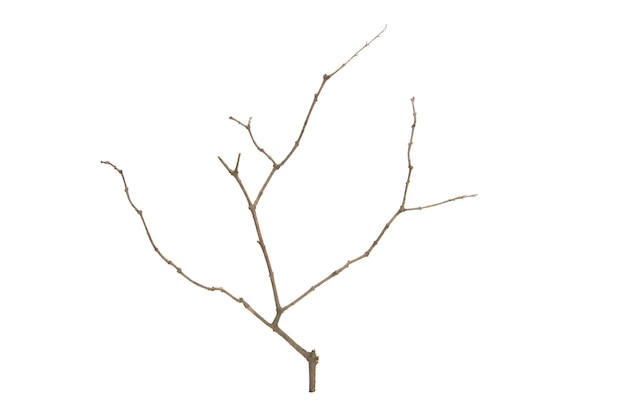 Ramo di un albero senza foglie isolato su sfondo bianco