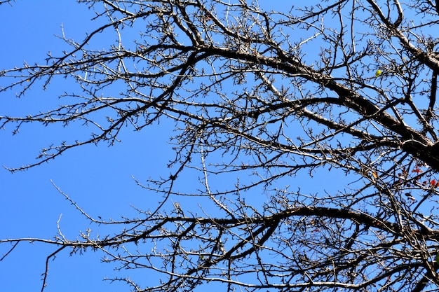 Photo tree branch