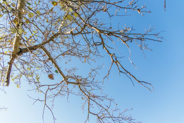 Tree branches against the blue sky. Poplar in the autumn season. A sunny day. A top-down look. Natural background and panorama.