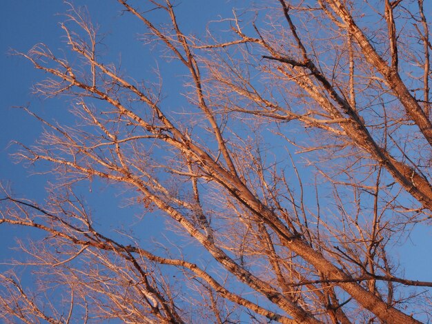 夕日の光線で青い空を背景に木の枝