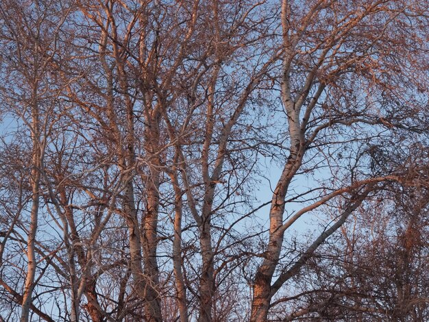 tree branches against the blue sky in the rays of the setting sun