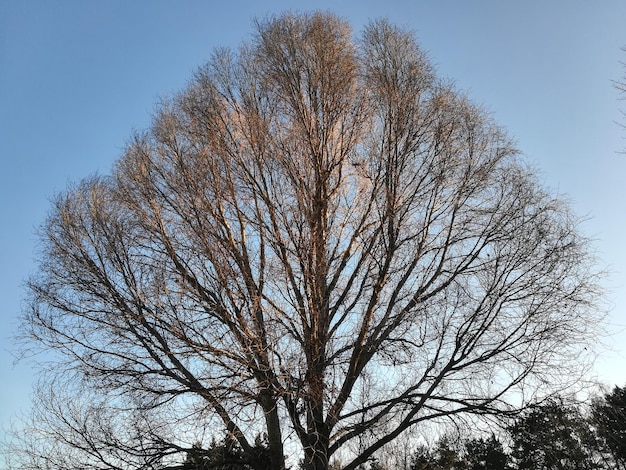 晴れた日には青い空を背景に木の枝ができます。