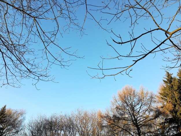 Tree branches against the blue sky on a sunny day.