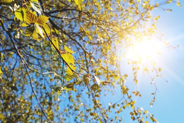 Tree branches against the blue sky with bright sunshine