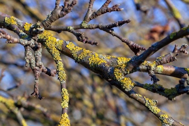 Tree branches against the blue sky