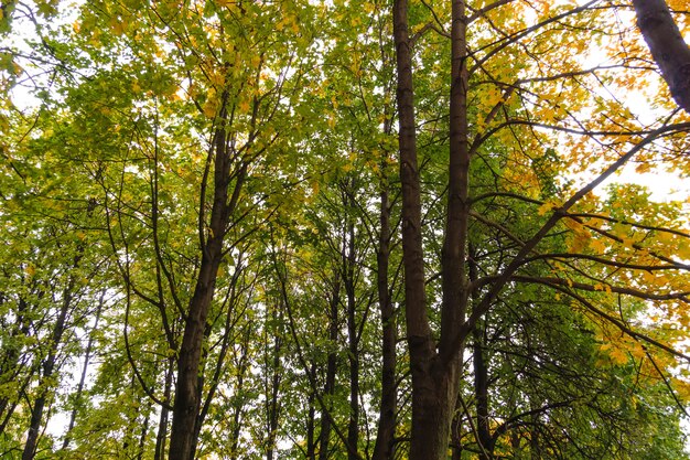秋の公園で木の枝