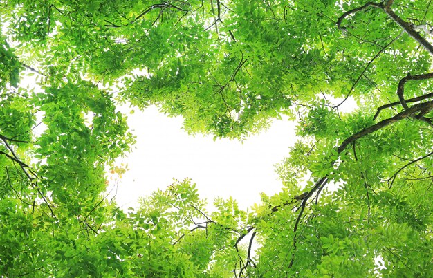 Foto sfondo di rami di albero con lo spazio della copia.