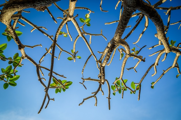 Tree and branches on blue sky background