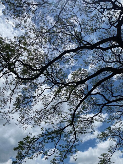 青空の背景に木の枝