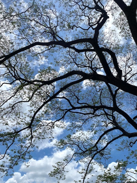 Photo tree branches on blue sky background