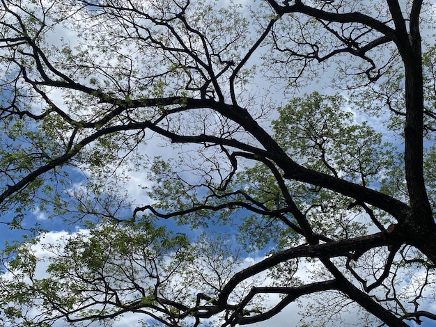 青空の背景に木の枝