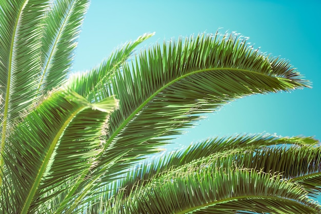 Tree branches on blue sky background