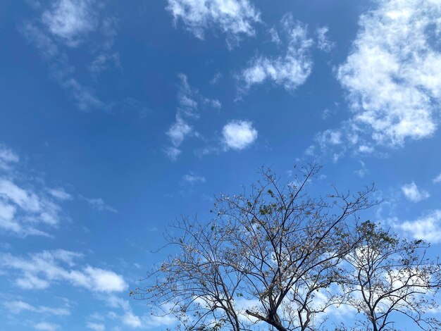 Tree branches on blue sky