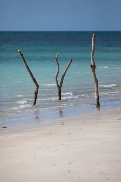 Tree branches caught in the sand on the beach