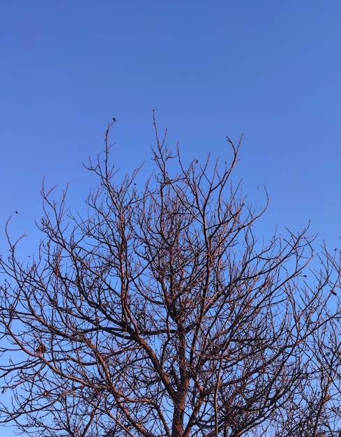 Tree branches and clear blue sky