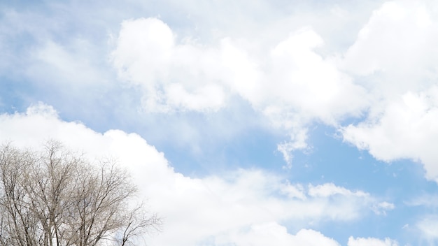 樹木の枝といくつかの雲と澄んだ空