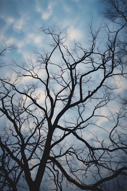 木の枝と雲のぼんやりした空 ぼんやりとした空