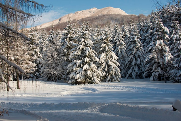 Tree branches covered by snow in winter