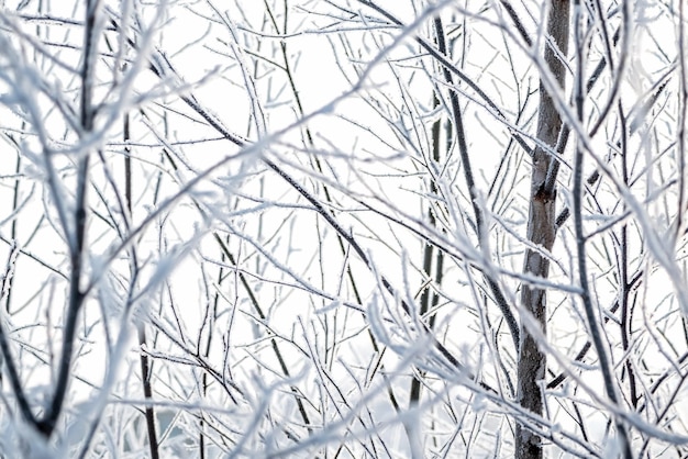 Foto i rami degli alberi ricoperti di cristalli di brina si chiudono