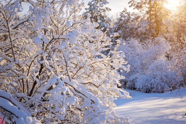 Tree branches covered with snow in the sunlight