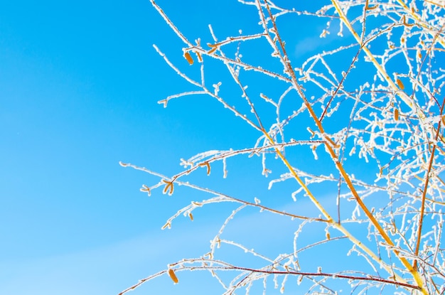 Tree branches covered with snow in winter after the fog on the background of blue sky