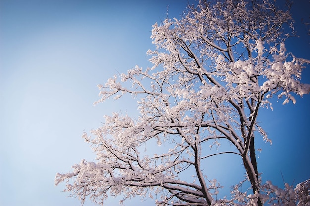 Tree branches covered with snow