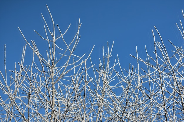 Tree branches frozen in winter