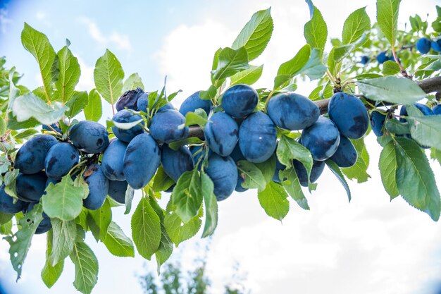 Tree branches full of plums in the garden vegetation background sunny autumn day