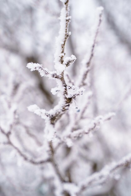 Tree branches in hoarfrost and snow closeup photography