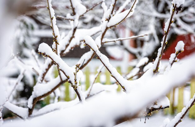 写真 雪で覆われた春の木の枝をクローズ アップ