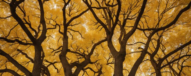 Photo tree branches intertwine into thick fall crowns