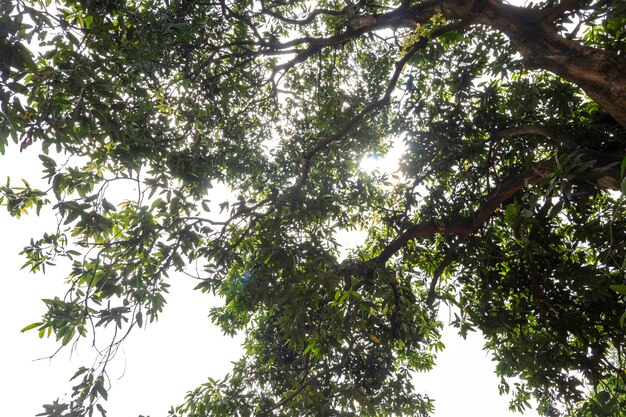 tree branches and leaves