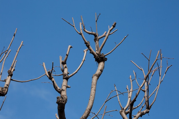 I rami degli alberi che desiderano il sole e il cielo blu