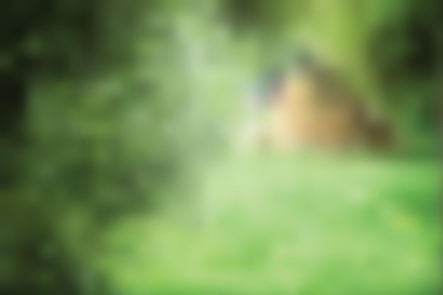 Tree branches and natural green background in blur Summer park background image and summer light