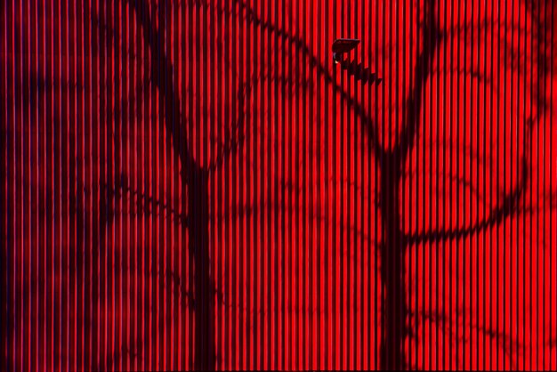 Tree branches shadow on red wall background, urban abstract concept