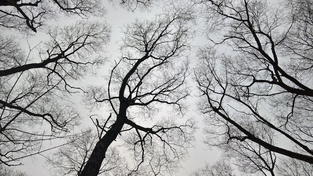 Tree branches in the sky