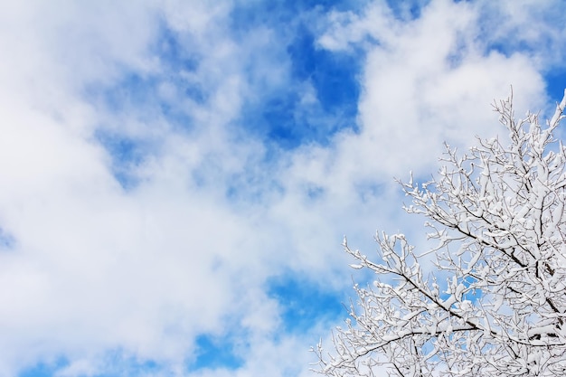 Tree branches in the snow against a blue sky with clouds