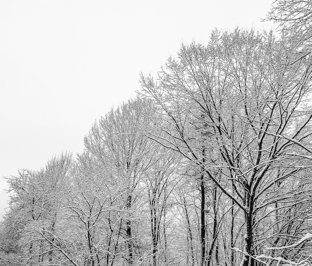 Tree branches in the snow against the gray sky on a cold winter morning black and white photo