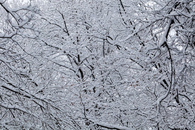 雪の中の木の枝を背景に